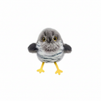 Cuckoo Bird - White Background